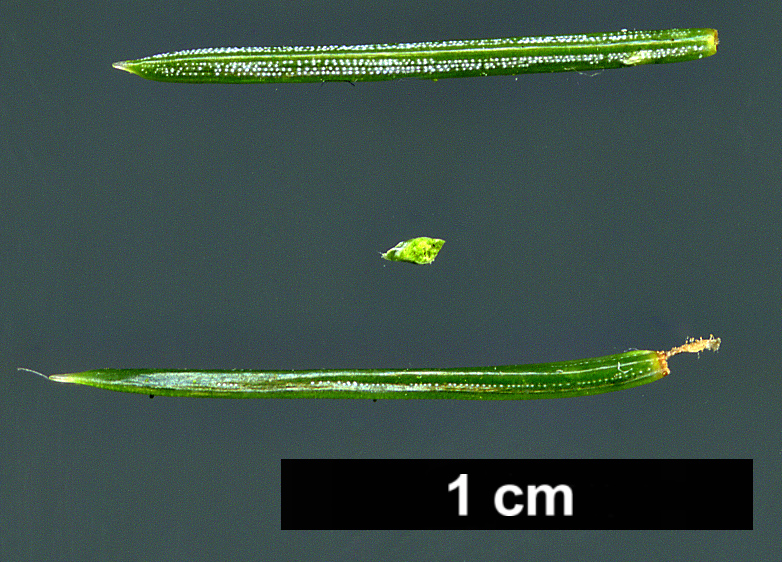 High resolution image: Family: Pinaceae - Genus: Picea - Taxon: koraiensis - SpeciesSub: var. pungsanensis